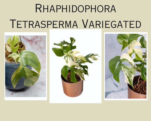 Variegated rhaphidophora - variegated,