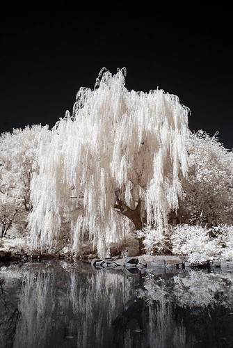 One white willow - willow, tree