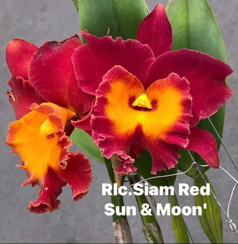 Rlc siam red sun and - ‘sun,