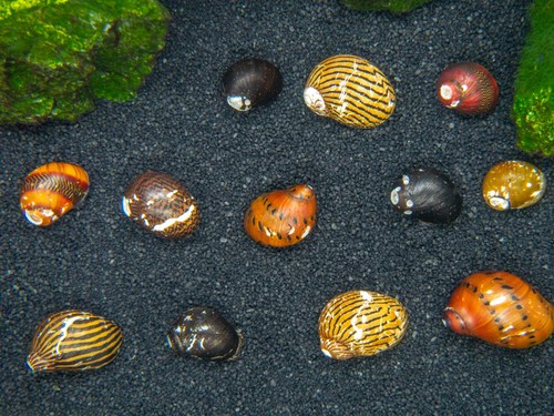 Grade nerite snails - nerite,